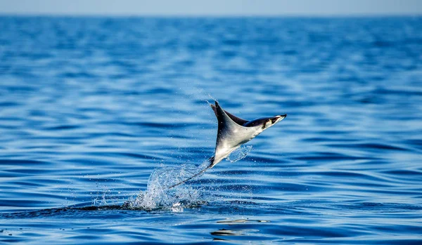 Mobula ray vyskočil z vody — Stock fotografie