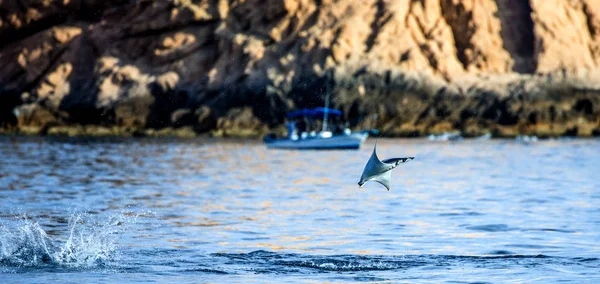 Mobula ray sudan atlama