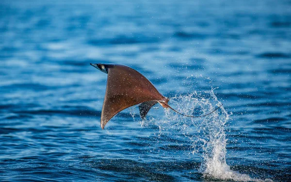 Mobula ray sudan atlama — Stok fotoğraf