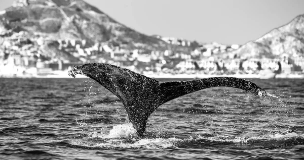 kambur balina kuyruğu