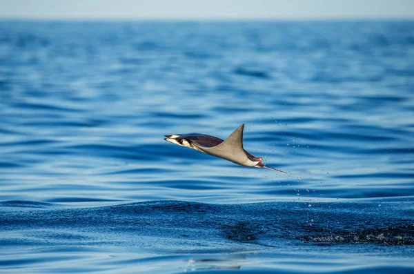 Mobula ray sudan atlama