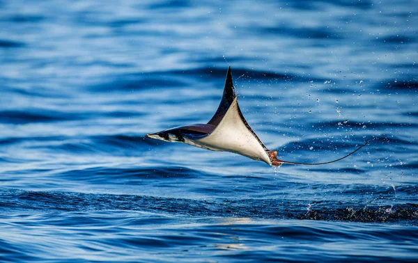 Mobula ray sudan atlama