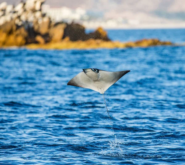 Mobula ray sudan atlama