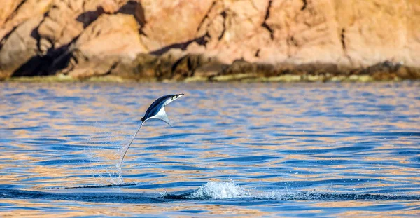 Mobula ray sudan atlama
