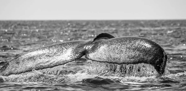 突背クジラの尾 — ストック写真