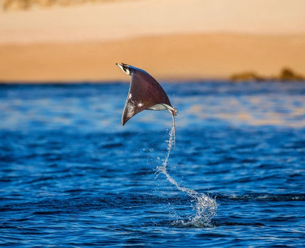 Mobula ray wyskakując z wody — Zdjęcie stockowe