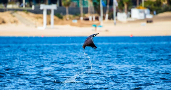 Mobula ray che salta fuori dall'acqua — Foto Stock