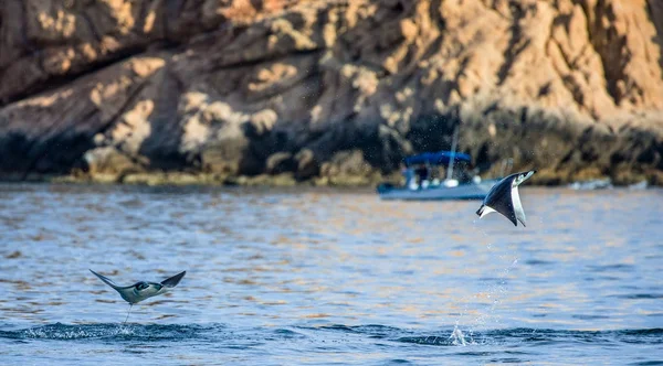 Sudan atlama Mobula ışınları
