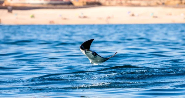 Mobula ray sudan atlama