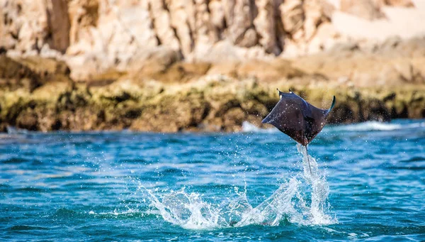 Mobula ray vyskočil z vody — Stock fotografie