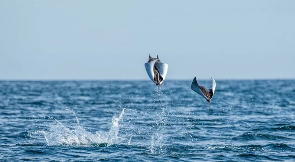 Mobula rays jumping out of water — Stock Photo, Image