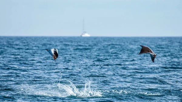 Raios Mobula pulando para fora da água — Fotografia de Stock