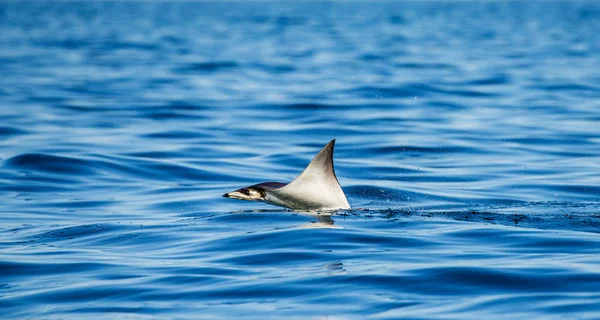 Mobula ray sudan atlama