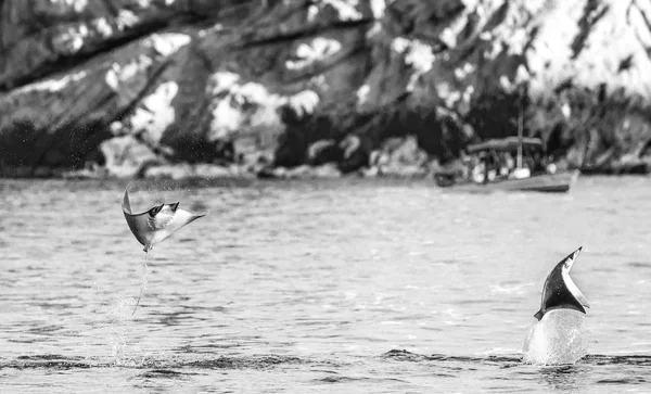 Rayos de Mobula saltando del agua — Foto de Stock