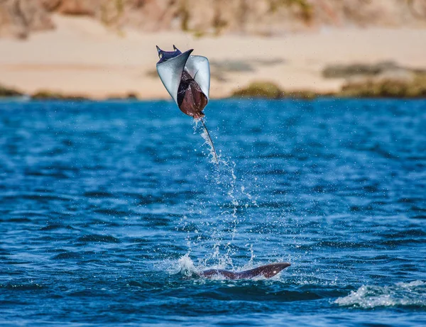 Mobula ray vyskočil z vody — Stock fotografie