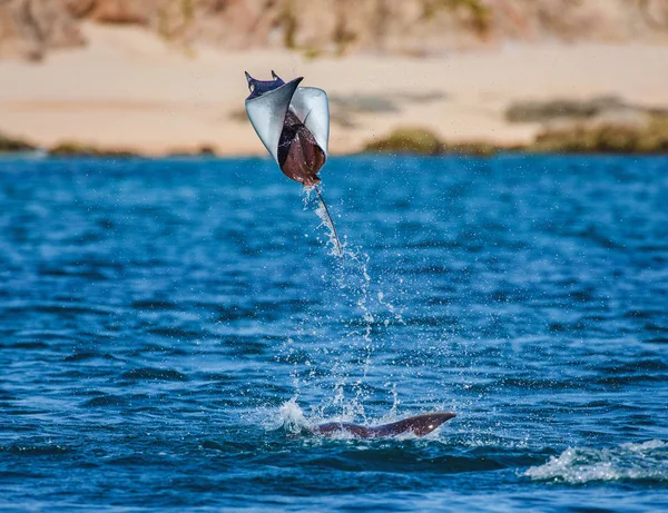 Mobula ray sudan atlama — Stok fotoğraf