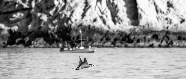 Mobula ray springen uit water — Stockfoto