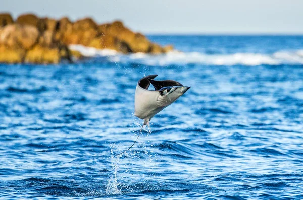 Mobula ray vyskočil z vody — Stock fotografie