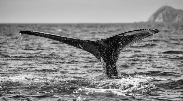 kambur balina kuyruğu