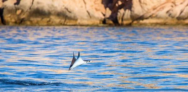 Mobula ray sautant hors de l'eau — Photo