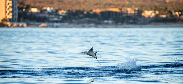 Mobula ray sudan atlama