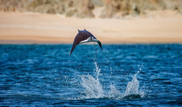 Mobula ray vyskočil z vody — Stock fotografie