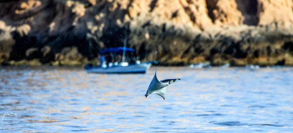 Mobula ray saltando del agua — Foto de Stock