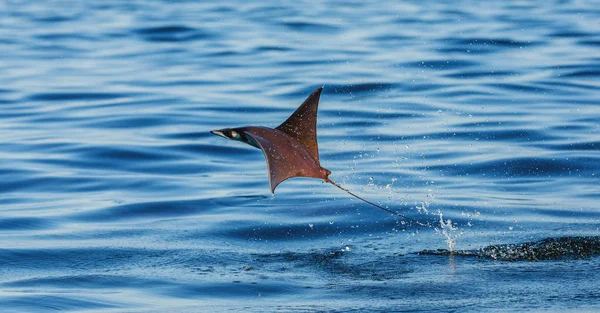 Mobula ray vyskočil z vody — Stock fotografie