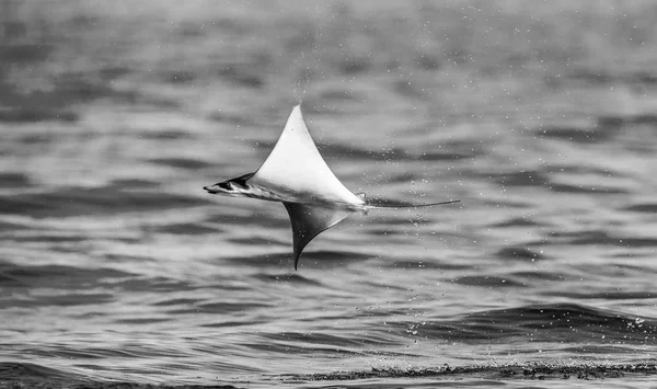 Mobula ray sudan atlama