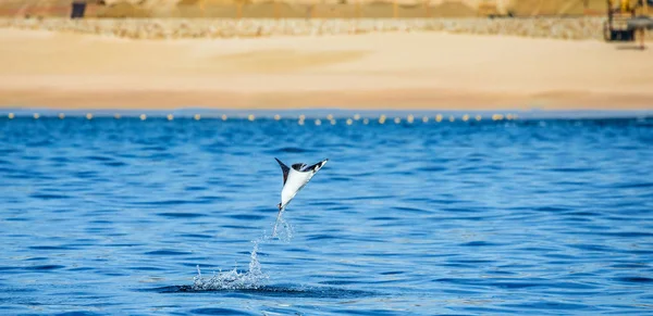 Mobula ray sudan atlama
