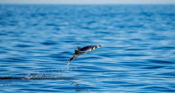 Mobula ray vyskočil z vody — Stock fotografie