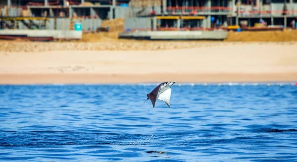 Mobula ray sudan atlama