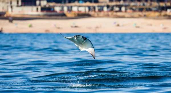 Mobula ray che salta fuori dall'acqua — Foto Stock