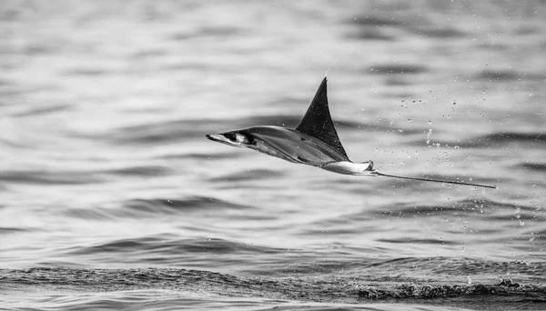 Mobula ray vyskočil z vody — Stock fotografie