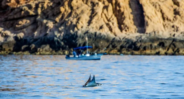 Mobula ray sudan atlama