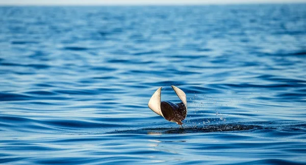 Mobula ray sudan atlama
