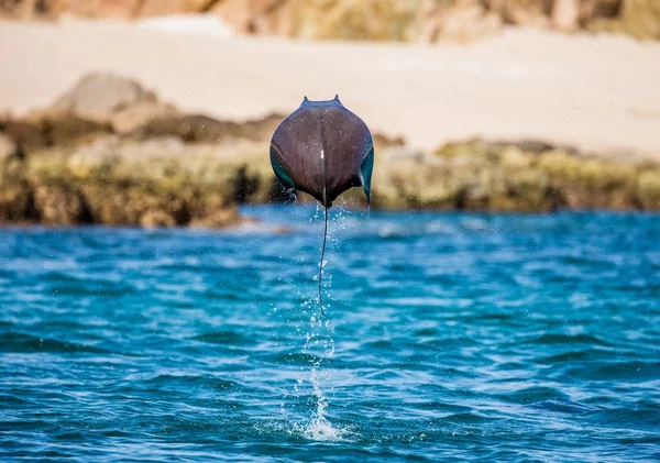 Mobula ray sudan atlama