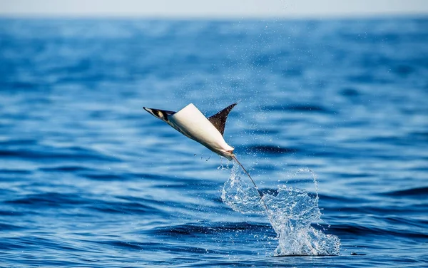 Mobula ray kiugrott a víz — Stock Fotó