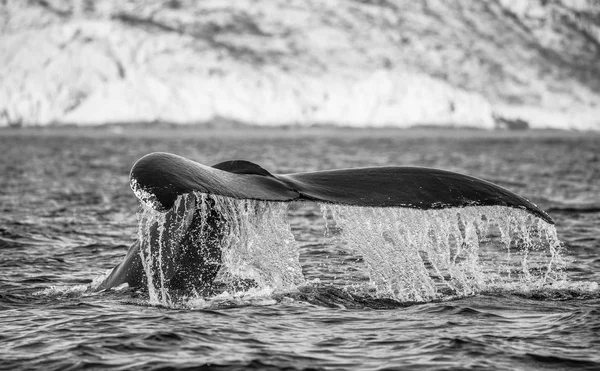 突背クジラの尾 — ストック写真