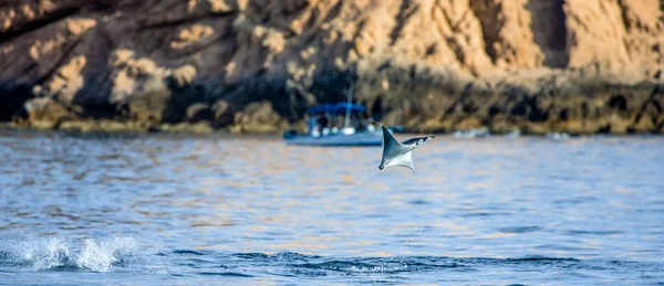 Mobula ray sudan atlama