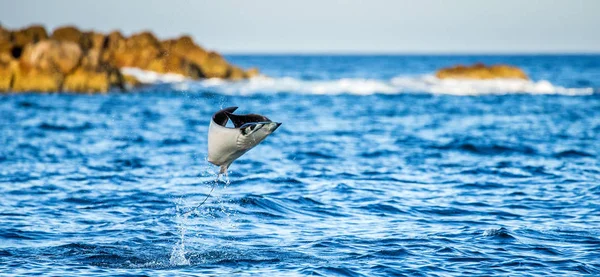 Mobula ray sudan atlama