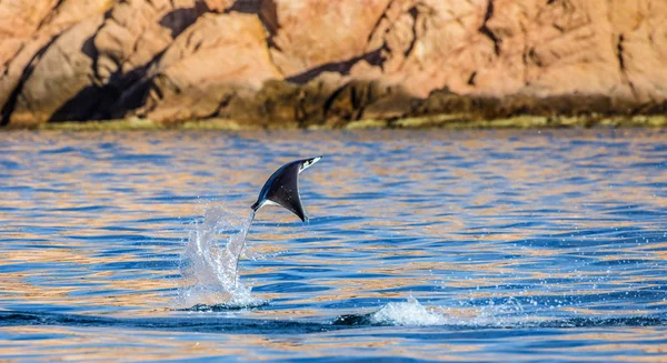 Mobula ray sudan atlama