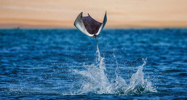 Mobula ray sudan atlama