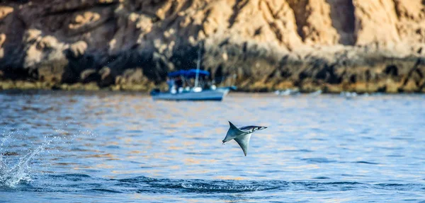 Mobula ray sudan atlama