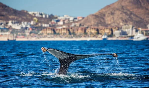 kambur balina kuyruğu