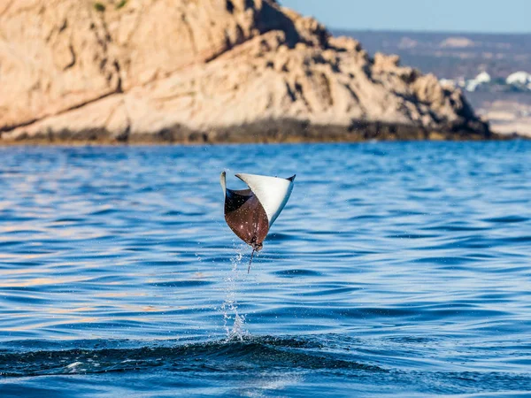 Mobula ray sudan atlama