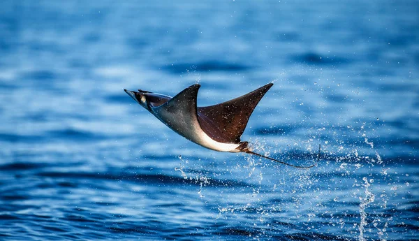 Mobula ray sudan atlama