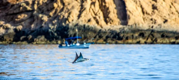 Mobula ray sudan atlama