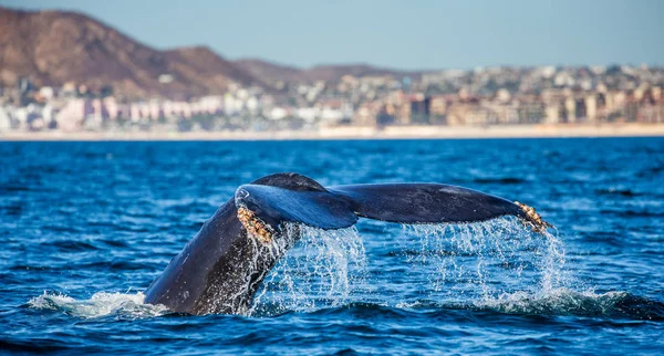 kambur balina kuyruğu