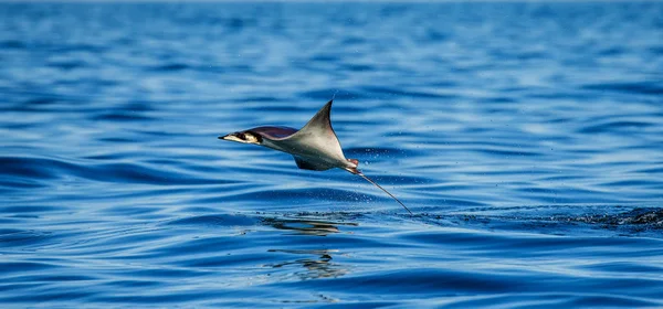 Mobula ray jumping out of water — Stock Photo, Image